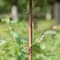 Glitzhome® 52.5" Blue Metal Sunflower Decorative Garden Birdhouse with Stake